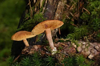 Developing Custom Integrations for Home Assistant - Getting Started